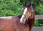 Haskin's Belmont Rept: A Day With Union Rags