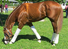 Haskin's Belmont Report: The Week in Pictures
