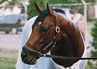 Hangin' With Haskin: Loss of a Thoroughbred Hangin' With Haskin: Loss of a Thoroughbred