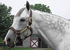 Haskin: Tribute to Unbridled's Song Haskin: Tribute to Unbridled's Song