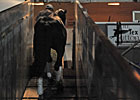 Haskin's Countdown to the Cup: Escaping Sandy Haskin's Countdown to the Cup: Escaping Sandy
