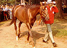 Haskin's 45 years of Saratoga Memories Haskin's 45 years of Saratoga Memories