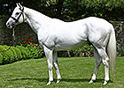 Champion Hansen Sold to South Korea Champion Hansen Sold to South Korea