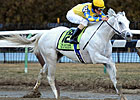 Slideshow: Gotham Stakes 2012