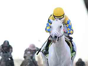 Champion and BC Winner Hansen Retired Champion and BC Winner Hansen Retired