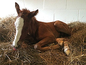 Juvenile Champ Hansen Sires First Foal Juvenile Champ Hansen Sires First Foal