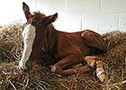Juvenile Champ Hansen Sires First Foal Juvenile Champ Hansen Sires First Foal