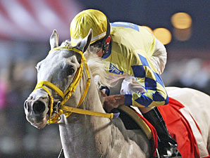 Champion Hansen to Stand at Ashford Champion Hansen to Stand at Ashford