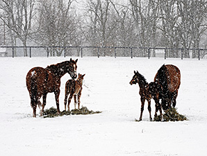 Happy Holidays from Blood-Horse Publications Happy Holidays from Blood-Horse Publications