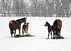 Happy Holidays from Blood-Horse Publications Happy Holidays from Blood-Horse Publications
