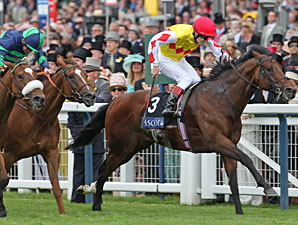 Haradasun - Australian Champion at Ascot Haradasun - Australian Champion at Ascot