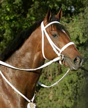 Trainers of Belmont Contenders Ship, Plan Final Works Trainers of Belmont Contenders Ship, Plan Final Works
