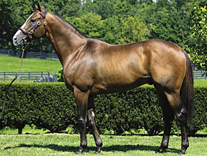 Harlan's Holiday Leads F-T KY Sire List Harlan's Holiday Leads F-T KY Sire List