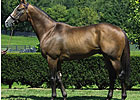 Harlan's Holiday Filly Tops Barretts May