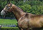 Harlan's Holiday Sires First Stakes Winner Harlan's Holiday Sires First Stakes Winner