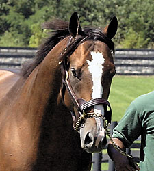 Harlan's Holiday Colt Sells for $250,000 Harlan's Holiday Colt Sells for $250,000