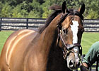 Harlan's Holiday Colt Sells for $250,000