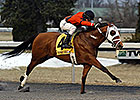 Harry's Holiday Facing Tough Battaglia Crowd Harry's Holiday Facing Tough Battaglia Crowd