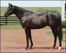 Walmac to Stand Sunday Silence's Champion Son, Hat Trick Walmac to Stand Sunday Silence's Champion Son, Hat Trick