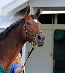 Havre de Grace to be Entered in Classic Only Havre de Grace to be Entered in Classic Only