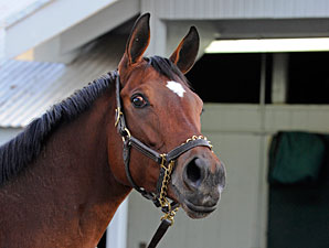 HOY Havre de Grace to be Sold at Fasig-Tipton HOY Havre de Grace to be Sold at Fasig-Tipton