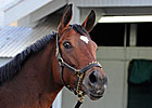 F-T November Select Sale Has 180 Lots F-T November Select Sale Has 180 Lots