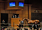 Fasig-Tipton November Wrap