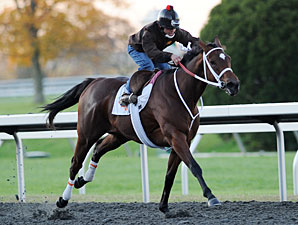 Breeders' Cup Pre-Entries: Star Appeal Breeders' Cup Pre-Entries: Star Appeal