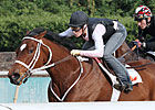 The Best Division in Racing: Older Females The Best Division in Racing: Older Females