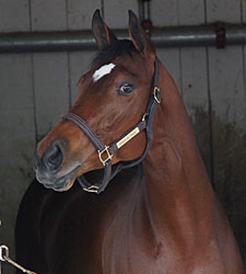 Havre de Grace, Oatsee Named KY Champions Havre de Grace, Oatsee Named KY Champions