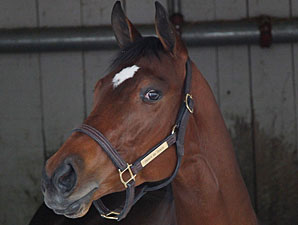 Havre de Grace 'Doing Terrific' in Retirement Havre de Grace 'Doing Terrific' in Retirement