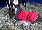 Havre de Grace, Plum Pretty Produce Foals Havre de Grace, Plum Pretty Produce Foals