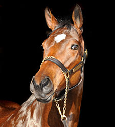 4 to Try Havre de Grace in New Orleans Ladies 4 to Try Havre de Grace in New Orleans Ladies