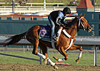 Hazardous Primed for Juvenile Sprint Hazardous Primed for Juvenile Sprint