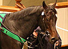 Hearts of Fire Tops Tattersalls Opener Hearts of Fire Tops Tattersalls Opener