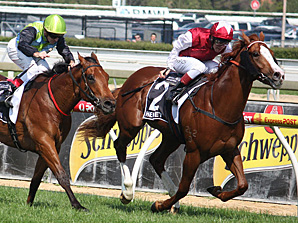 Helmet Heads Aussie Prize Cox Plate Helmet Heads Aussie Prize Cox Plate