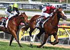 Helmet Heads Aussie Prize Cox Plate Helmet Heads Aussie Prize Cox Plate
