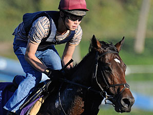 Ashford Announces 2009 Stud Fees Ashford Announces 2009 Stud Fees