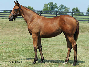 Zenyatta's Half Sister to Sell in November Zenyatta's Half Sister to Sell in November
