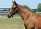 Zenyatta's Half Sister to Sell in November Zenyatta's Half Sister to Sell in November
