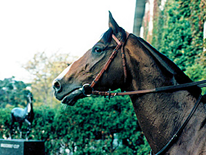French Classic Winner, Sire Hernando Dies French Classic Winner, Sire Hernando Dies