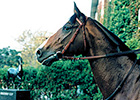 French Classic Winner, Sire Hernando Dies French Classic Winner, Sire Hernando Dies