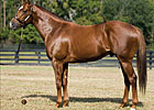 High Fly to TW Stables