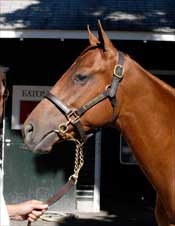 Storm Cat Colt Could Get Saratoga Sale's Second Session Off to a Fast Start Storm Cat Colt Could Get Saratoga Sale's Second Session Off to a Fast Start