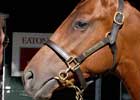 Storm Cat Colt Could Get Saratoga Sale's Second Session Off to a Fast Start
