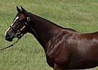 Rainmaker Filly Tops Fasig-Tipton Texas First Session