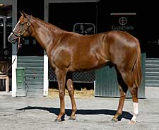 Pletcher to Train Top-Selling Yearling So Far This Year Pletcher to Train Top-Selling Yearling So Far This Year