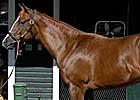 Pletcher to Train Top-Selling Yearling So Far This Year