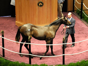 Rock Hard Ten Filly, Bernardini Colt Top FTK Rock Hard Ten Filly, Bernardini Colt Top FTK