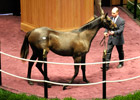 Rock Hard Ten Filly, Bernardini Colt Top FTK